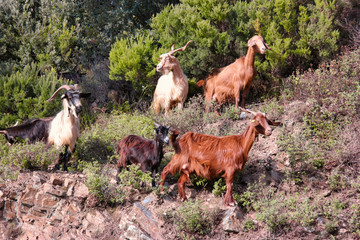 Goats in a semi-wild state.