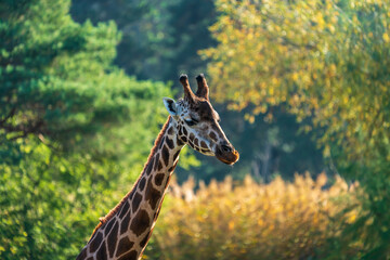 Close up of a giraffe head in a zoo
