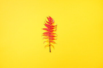 Red, green and yellow autumn tree leaves over yellow background. Top view. Copy space. Branch of Staghorn Sumac tree with multicolored leaves