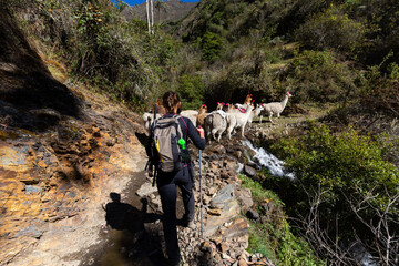 Trekking with llamas on the route from Lares in the Andes.