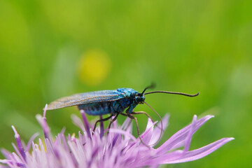 Schmetterlinge Deutschlands - Ampfer-Grünwidderchen