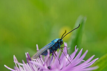Schmetterlinge Deutschlands - Ampfer-Grünwidderchen