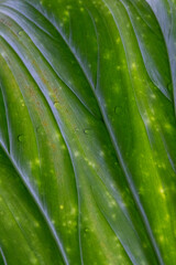 Thick veined tropical leaf with drops of water