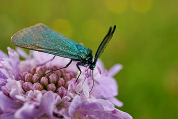 Schmetterlinge Deutschlands - Ampfer-Grünwidderchen