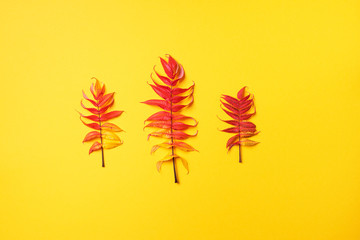 Red, green and yellow autumn tree leaves over yellow background. Top view. Copy space. Branch of Staghorn Sumac tree with multicolored leaves