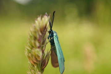 Schmetterlinge Deutschlands - Ampfer-Grünwidderchen