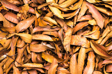 Dry African Mango leaves 
