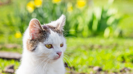 Young white cat on a background of spring greens and flowers in sunny weather_