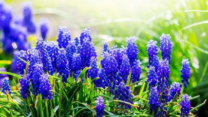 Muscari flowers on a background of gentle green grass in sunny weather_