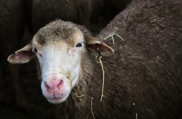2019-09-20 SHEEP STARING AT THE FAIR
