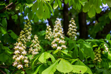 Chestnut flowers among green leaves in sunny weather_