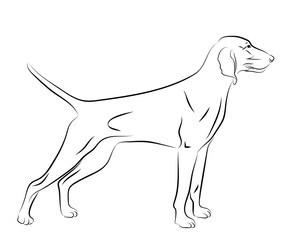 portrait contour outline, sketch, logo of Weimaraner dog hound, silhouette vector illustration