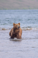 Ruling the landscape, brown bears of Kamchatka (Ursus arctos beringianus)
