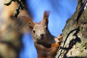 Portrait eines neugierigen Eichhörnchens bei Sonnenschein und blauem Himmel, Sciurus vulgaris