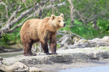 Ruling the landscape, brown bears of Kamchatka (Ursus arctos beringianus)