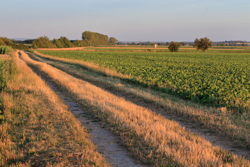 Fototapeta na wymiar sunset rural landscape with field