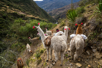 Llamas on the trekking route from Lares in the Andes.