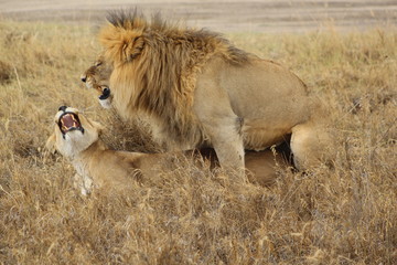 Honeymooning Lions