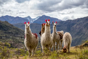 Foto auf Acrylglas Lama Lamas auf der Trekkingroute von Lares in den Anden.