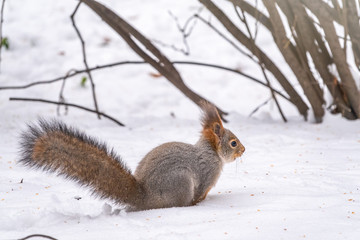 Squirrel hides nuts in the white snow