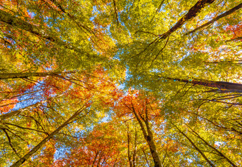 National Park of Abruzzo, Lazio and Molise (Italy) - The autumn with foliage in the italian mountain natural reserve, with little towns, wild animals like deer, Barrea Lake, Camosciara, Forca d'Acero