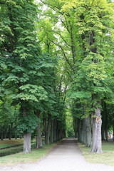 alley trees in the park