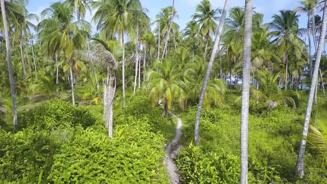 A smooth drone shot flying through some beautiful green palm trees along a footpath on the tropical San Blas Islands in Panama on a sunny day.