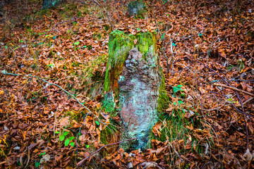 old wooden stump with green moss in the autumn forest