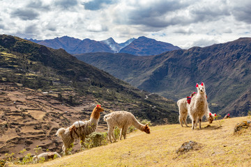 Llamas on the trekking route from Lares in the Andes.