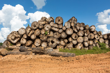 Illegal deforestation wood of the Amazon rainforest, many tree trunks cut, hardwood with blue summer sky. Concept of environment, global warming, climate change and illegal timber.