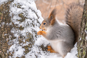 Squirrel in winter sits on a tree branch with snow.