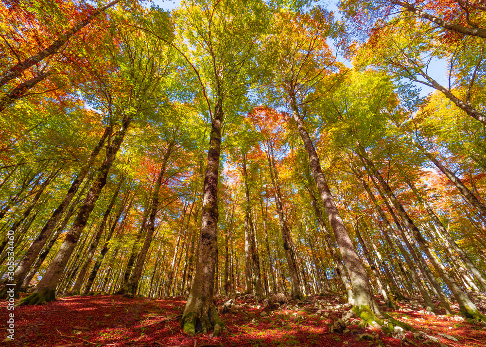 Wall mural national park of abruzzo, lazio and molise (italy) - the autumn with foliage in the italian mountain