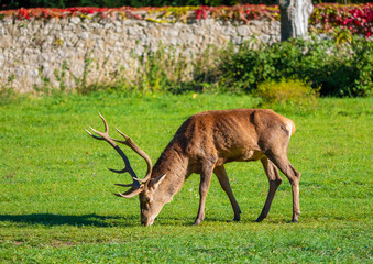 National Park of Abruzzo, Lazio and Molise (Italy) - The autumn with foliage in the italian mountain natural reserve, with little towns, wild animals like deer, Barrea Lake, Camosciara, Forca d'Acero