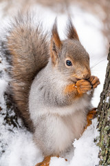 Squirrel in winter sits on a tree branch with snow.