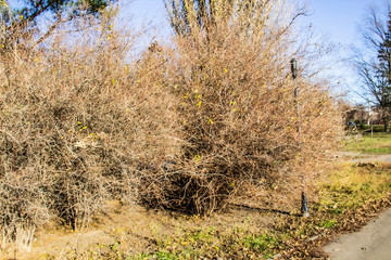 Fototapeta premium A Bush in the park. The background of bush. Park