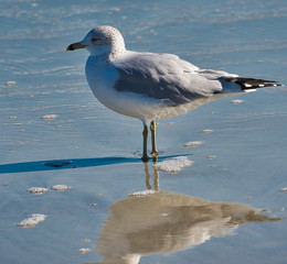 2018-12-17 SEAGULL IN THE SURF IN THE ATLANTIC OCEAN 4