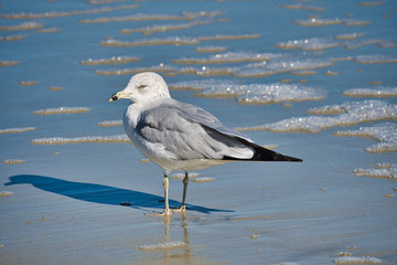 2018-12-17 SEAGULL IN THE SURF IN THE ATLANTIC OCEAN 3