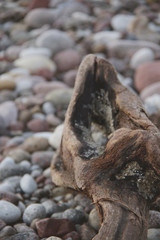 pebbles and driftwood on the beach