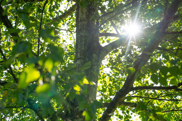 Sunlight shining through the branches and leaves of a tree, twilight