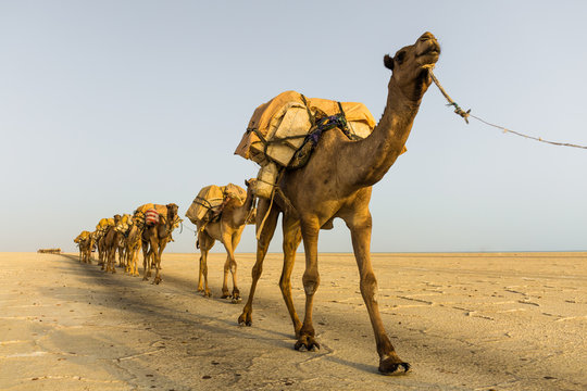 Camal caravans in Danakil desert
