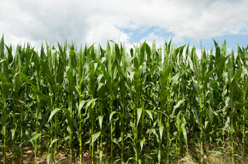 Corn and blue sky with clouds 