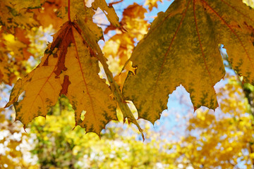 Beautiful maple autumn leaves