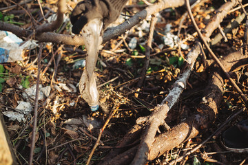 Volunteer  picking up dirty plastic in park. Woman hand in glove picking up trash, collecting garbage in bag.  Eco activist cleaning up nature from single use plastic