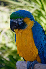 2019-03-01 Blue McCaw with Yellow Chest