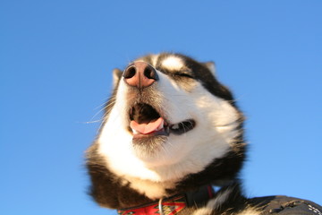 Closeup of female dog of Siberian Husky breed squinting at the setting winter sun