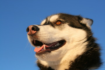 Closeup of female dog of Siberian Husky breed catching breath in the sunset in winter