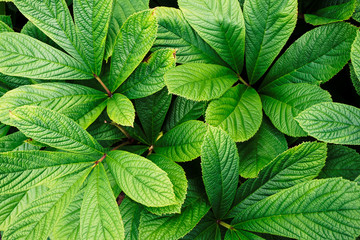 Background of green leaves.