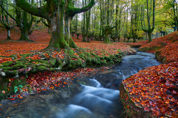Autumn in the beech forest 