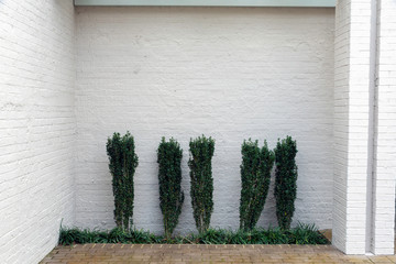 Minimalist urban garden shows Ilex crenata Sky Pencil against a white brick wall. © Joanne Dale