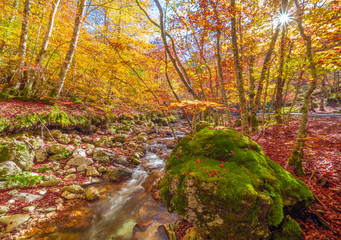 National Park of Abruzzo, Lazio and Molise (Italy) - The autumn with foliage in the italian mountain natural reserve, with little towns, wild animals like deer, Barrea Lake, Camosciara, Forca d'Acero
